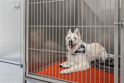 Modern veterinary care at Prairie Lakes Pet Hospital