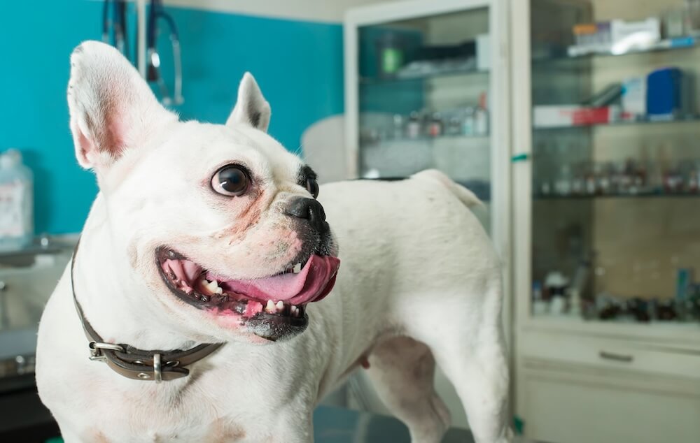 pet acupuncture