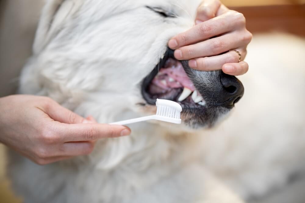 pet dental care