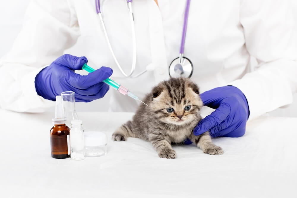 pet vaccinations