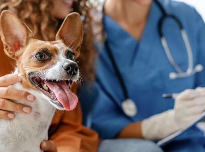 How to Find a Good Vet After Moving