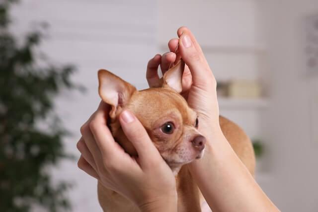 Acupuncture
